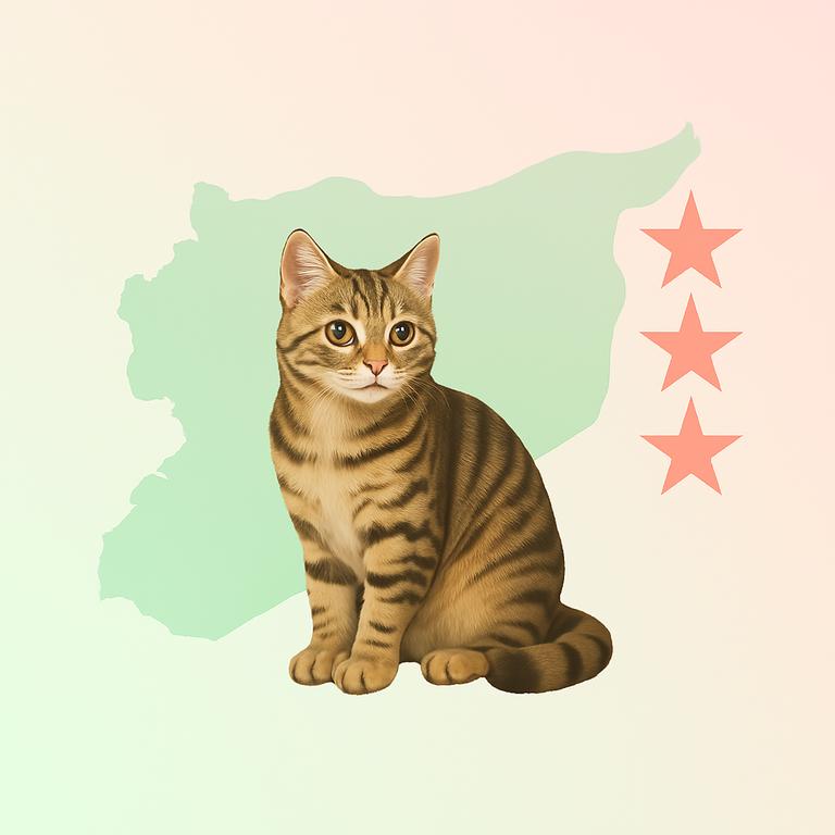 قطط
